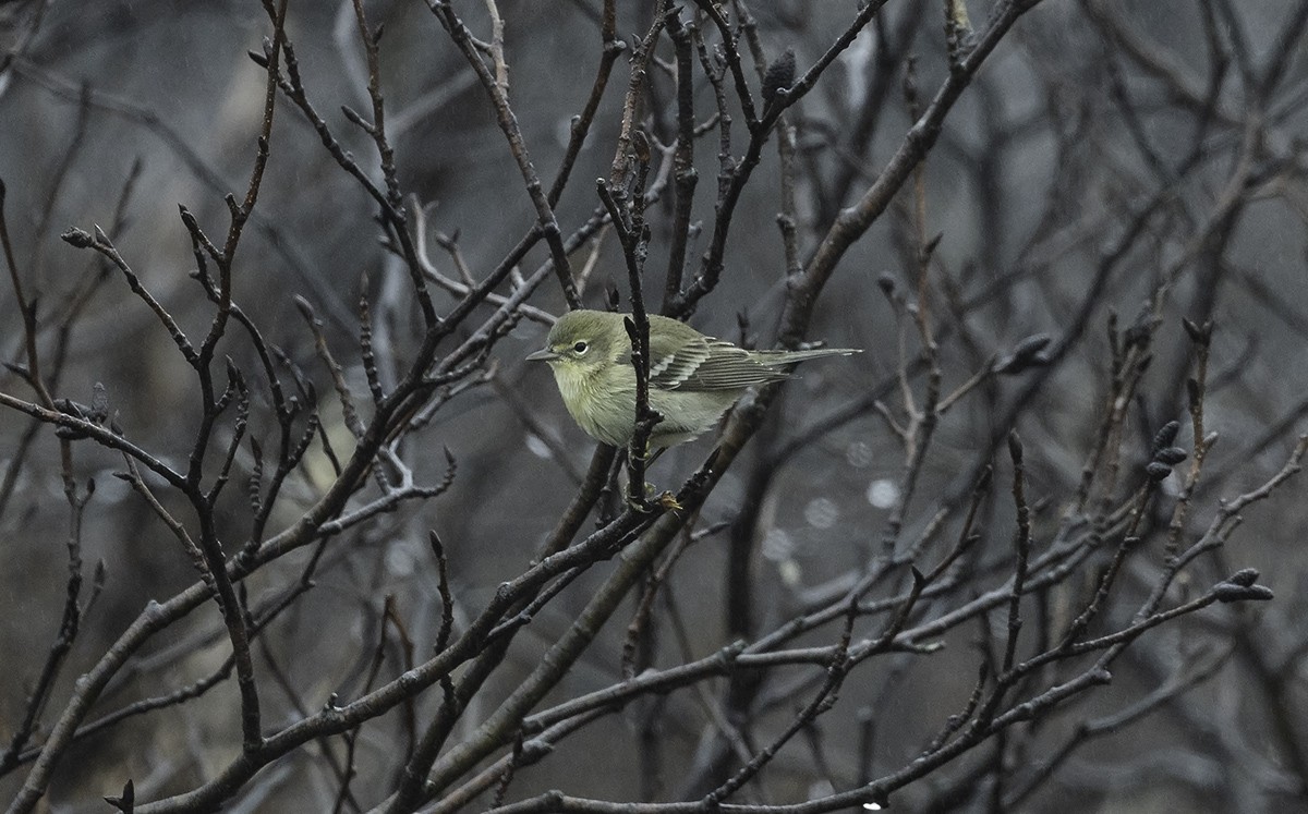 Pine Warbler - ML645685160