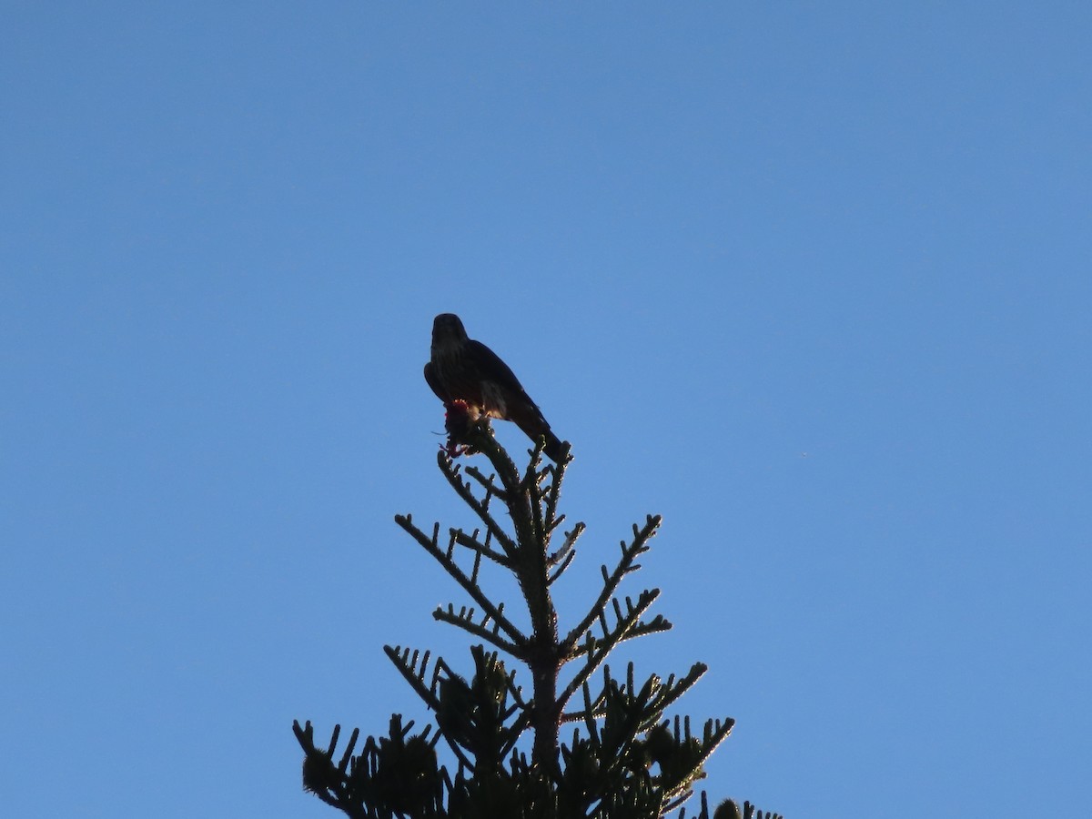 Merlin - ML645685190