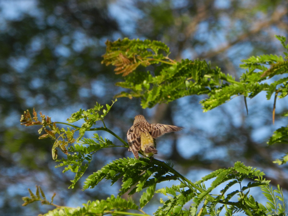 Grassland Yellow-Finch - ML645685191