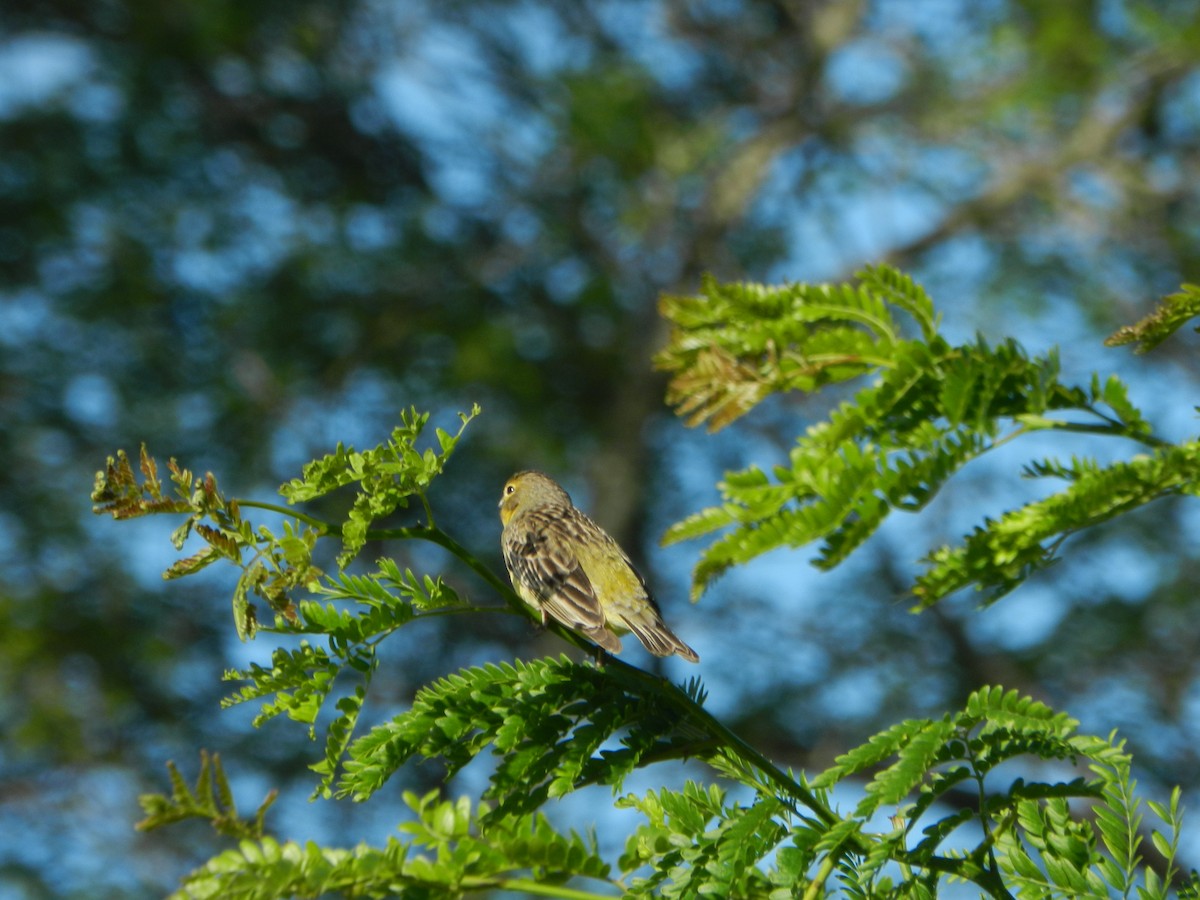 Grassland Yellow-Finch - ML645685193