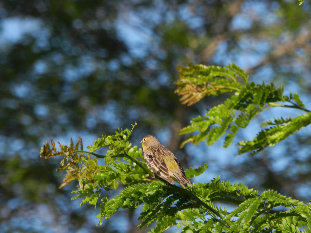 Grassland Yellow-Finch - ML645685194