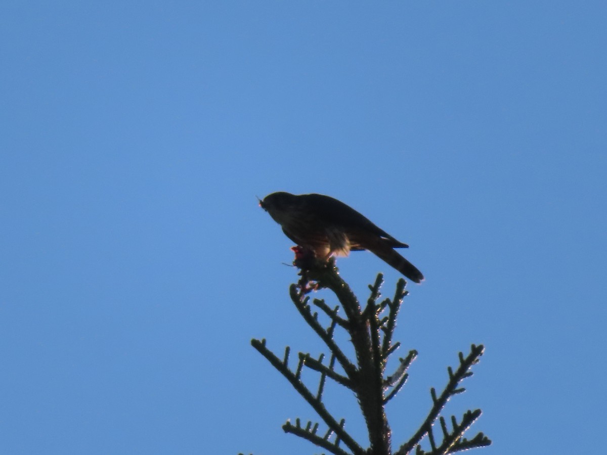 Merlin - ML645685204