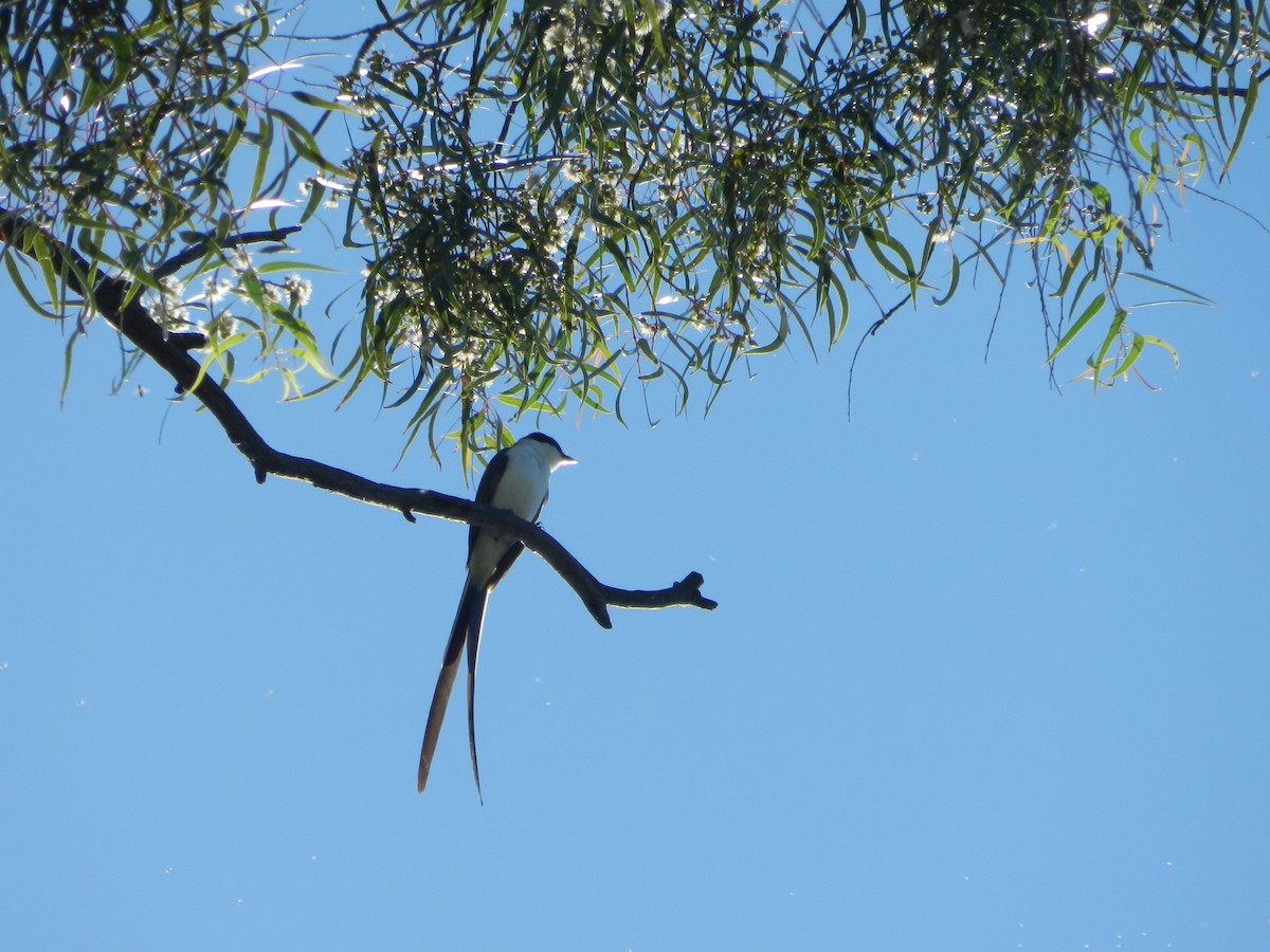 Fork-tailed Flycatcher - ML645685205