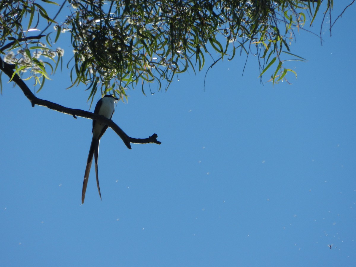 Fork-tailed Flycatcher - ML645685206