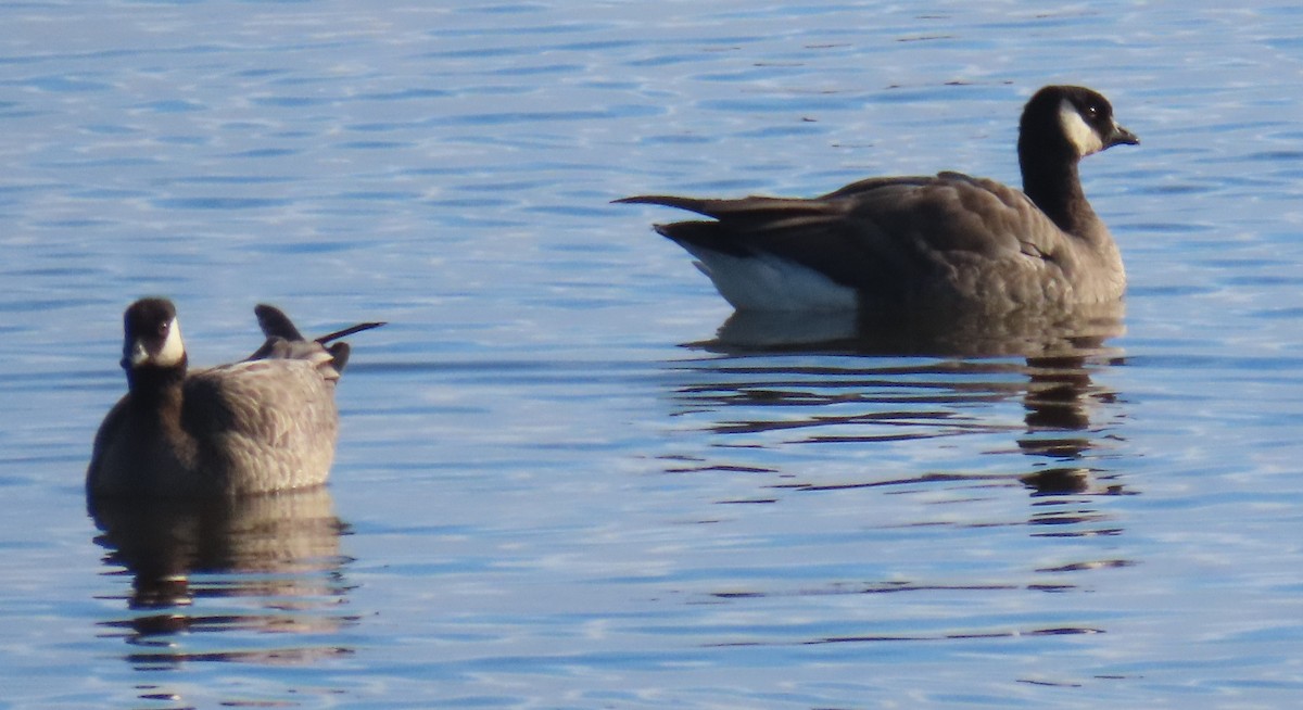 小加拿大雁 - ML645685209