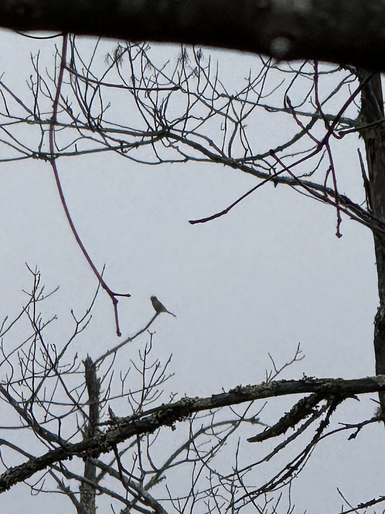 Northern Shrike - ML645685210