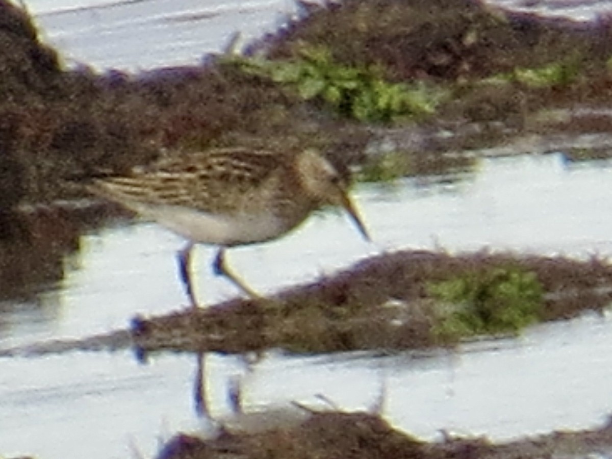 Pectoral Sandpiper - ML645685211