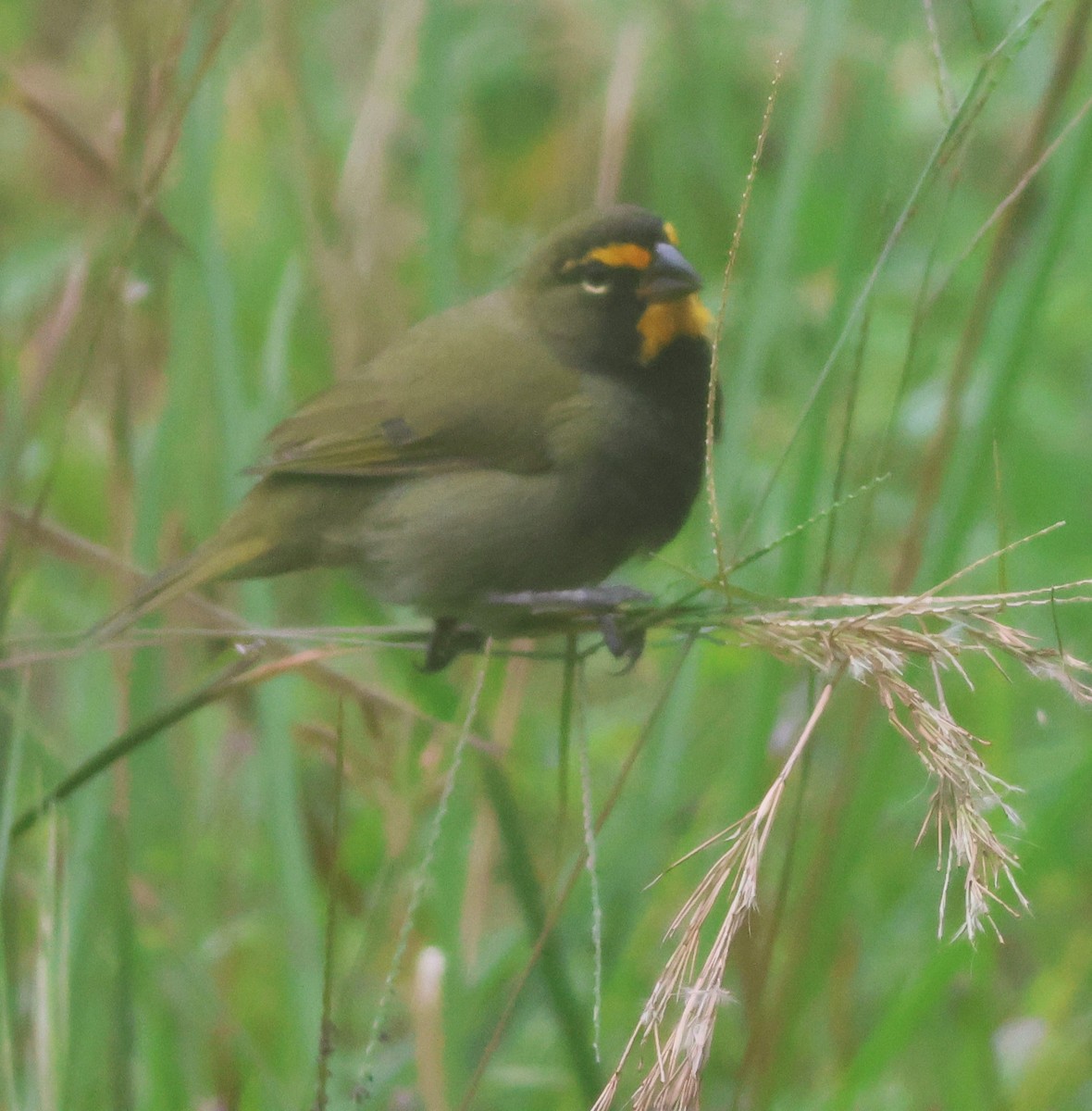 Yellow-faced Grassquit - ML645685212