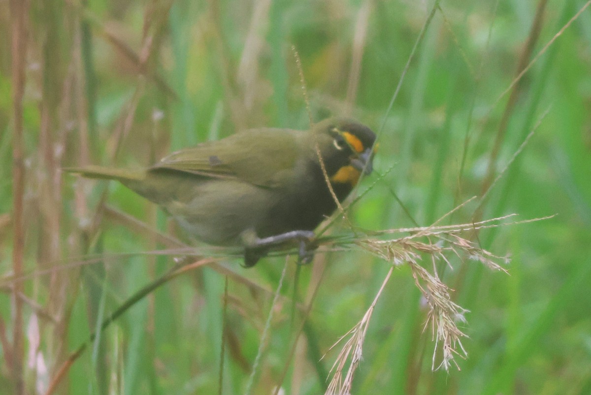 Yellow-faced Grassquit - ML645685213