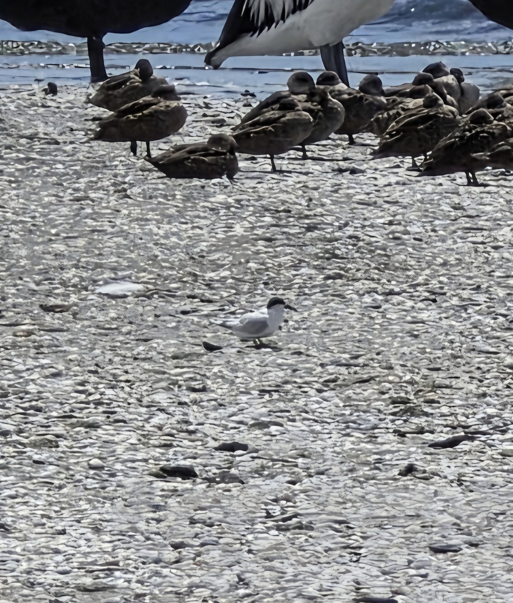 tern sp. - ML645685214