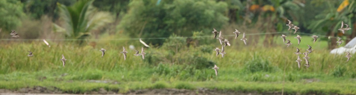 Long-toed Stint - ML645685215