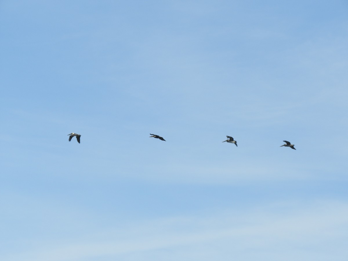 Brown Pelican - ML645685216