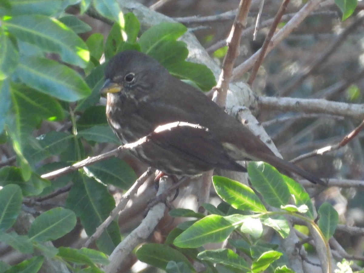 Fox Sparrow - ML645685217