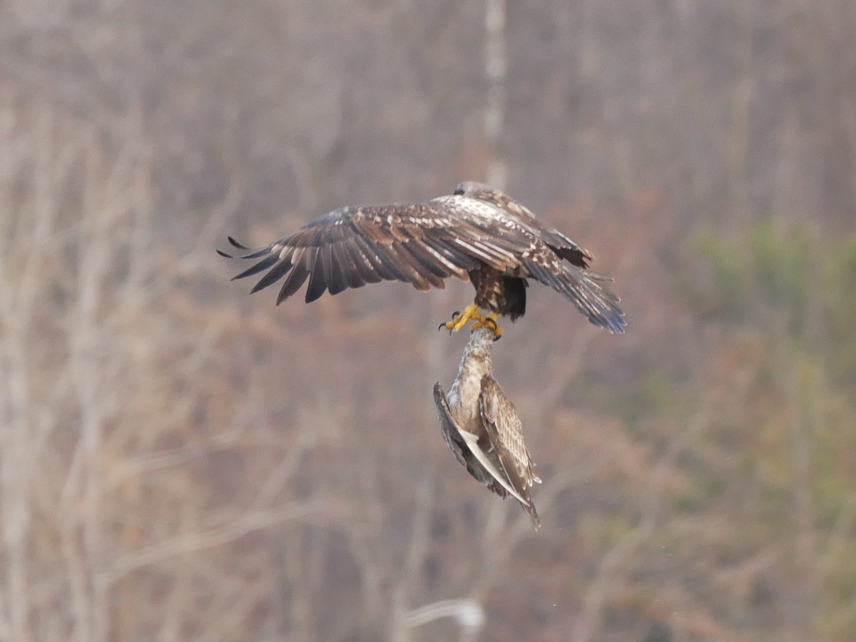 Bald Eagle - ML645685218