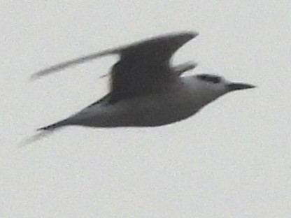 Gull-billed Tern - ML645685219