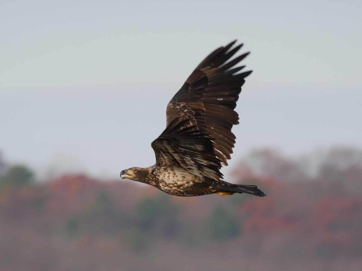 Bald Eagle - ML645685220