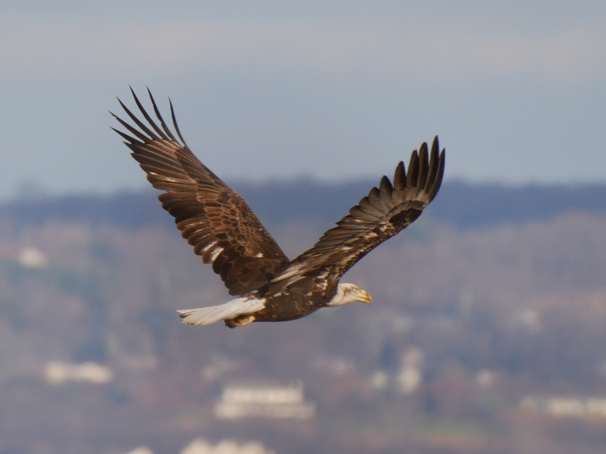 Bald Eagle - ML645685222