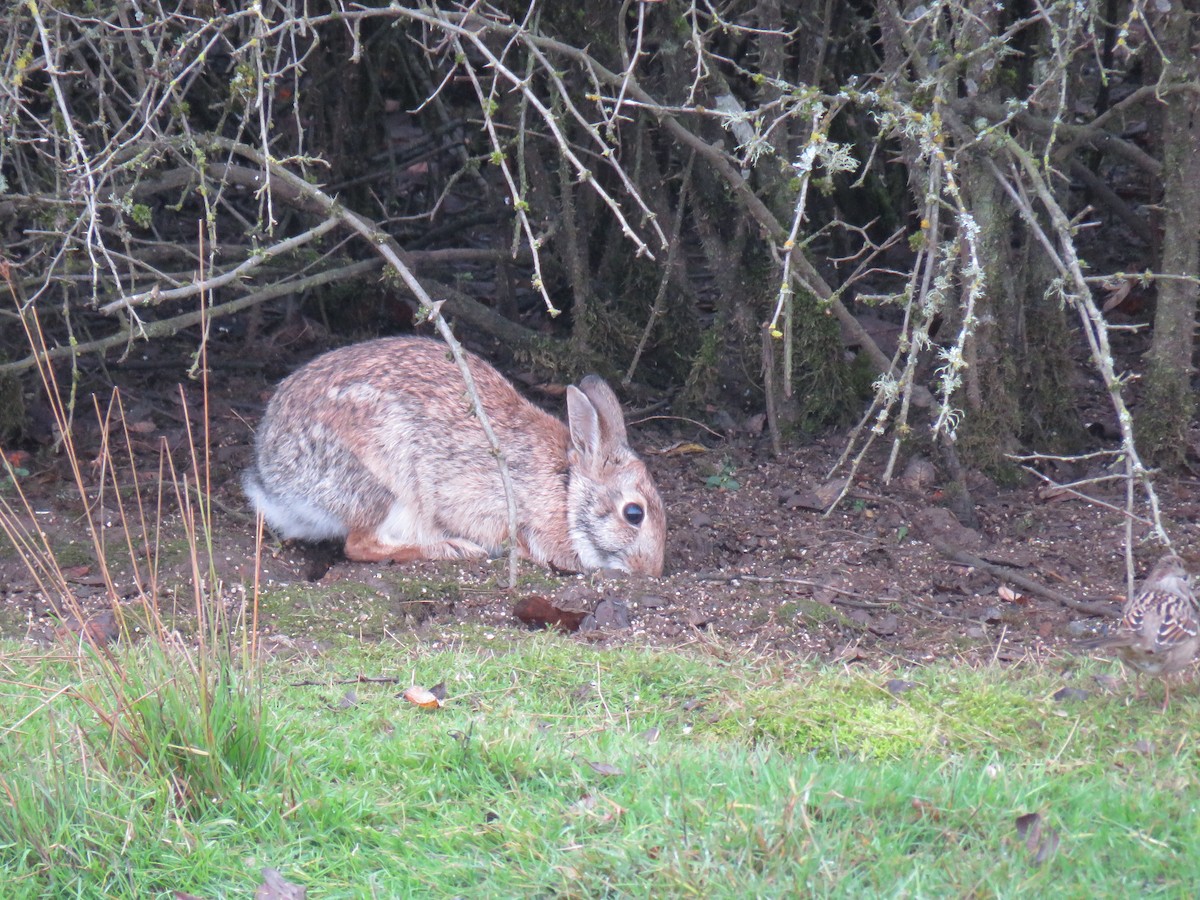 Eastern Cottontail - ML645685224