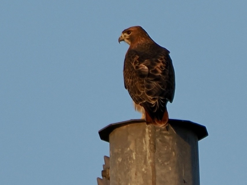Red-tailed Hawk - ML645685225