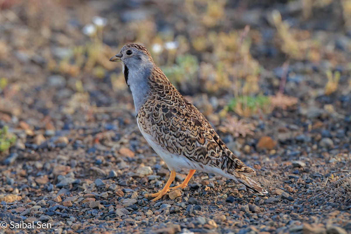 Least Seedsnipe - ML645685227