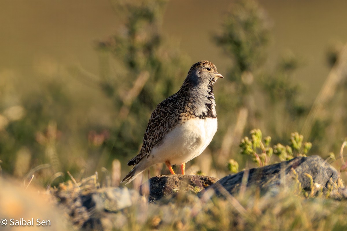 Least Seedsnipe - ML645685232