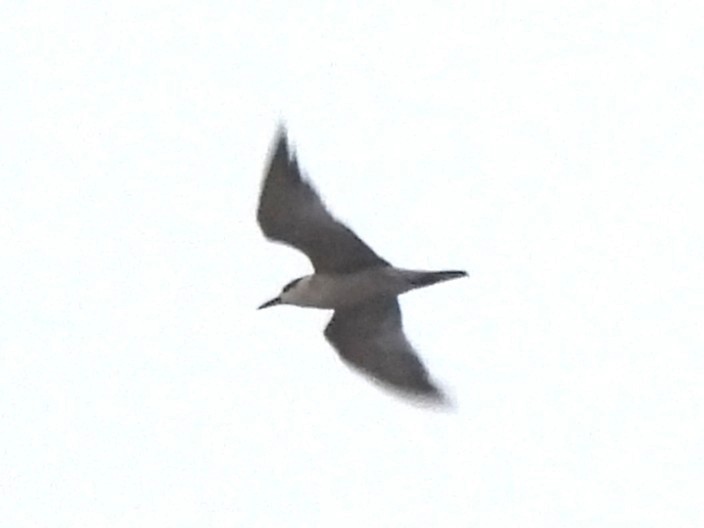 Whiskered Tern - ML645685234