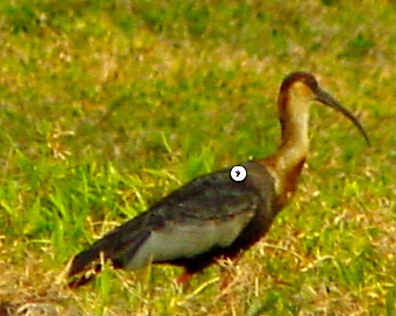 Buff-necked Ibis - ML645685235