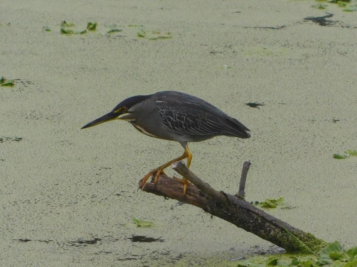 Striated Heron - ML645685236