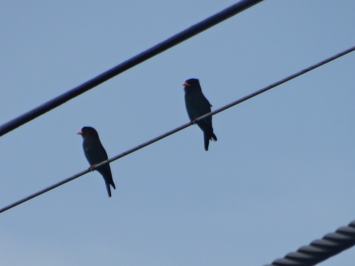 Dollarbird - ML645685237