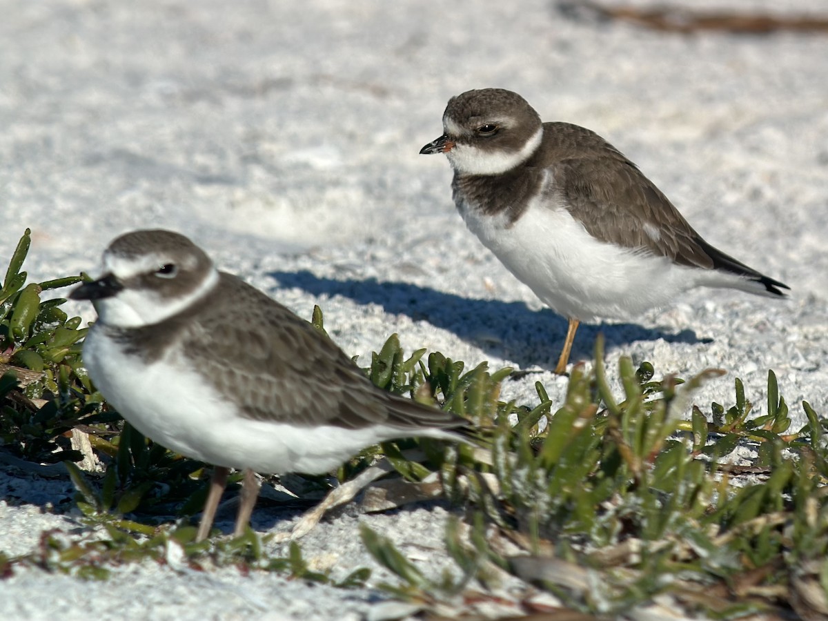 Semipalmated Plover - ML645685243
