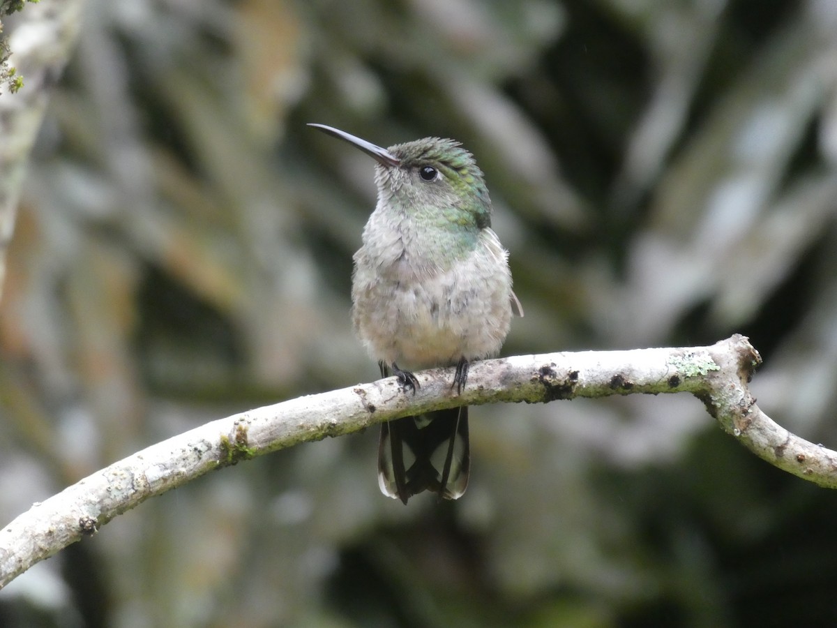 Scaly-breasted Hummingbird - ML645685246