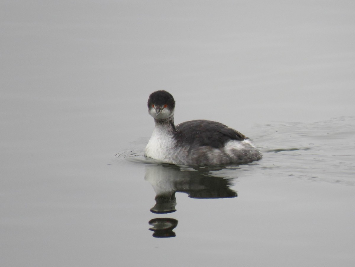 Schwarzhalstaucher - ML645685250