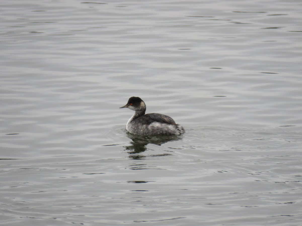 Schwarzhalstaucher - ML645685251