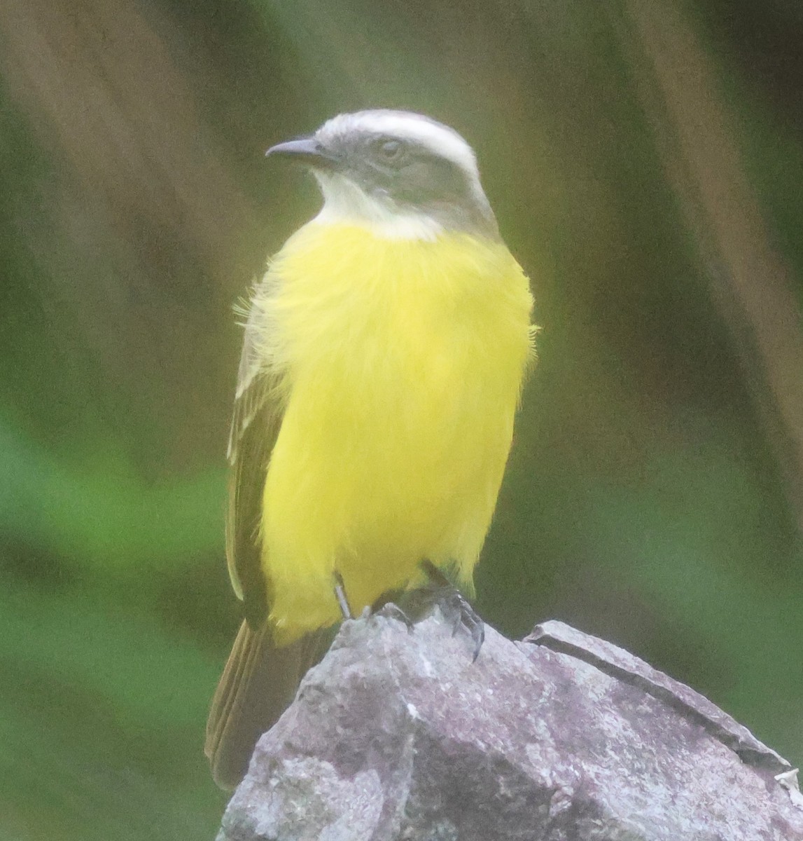 Sosyal Tiran - ML645685254