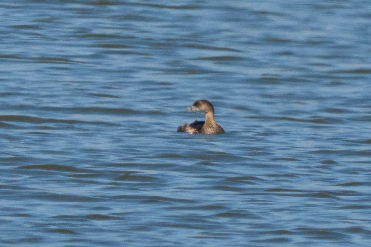Pied-billed Grebe - ML645685255
