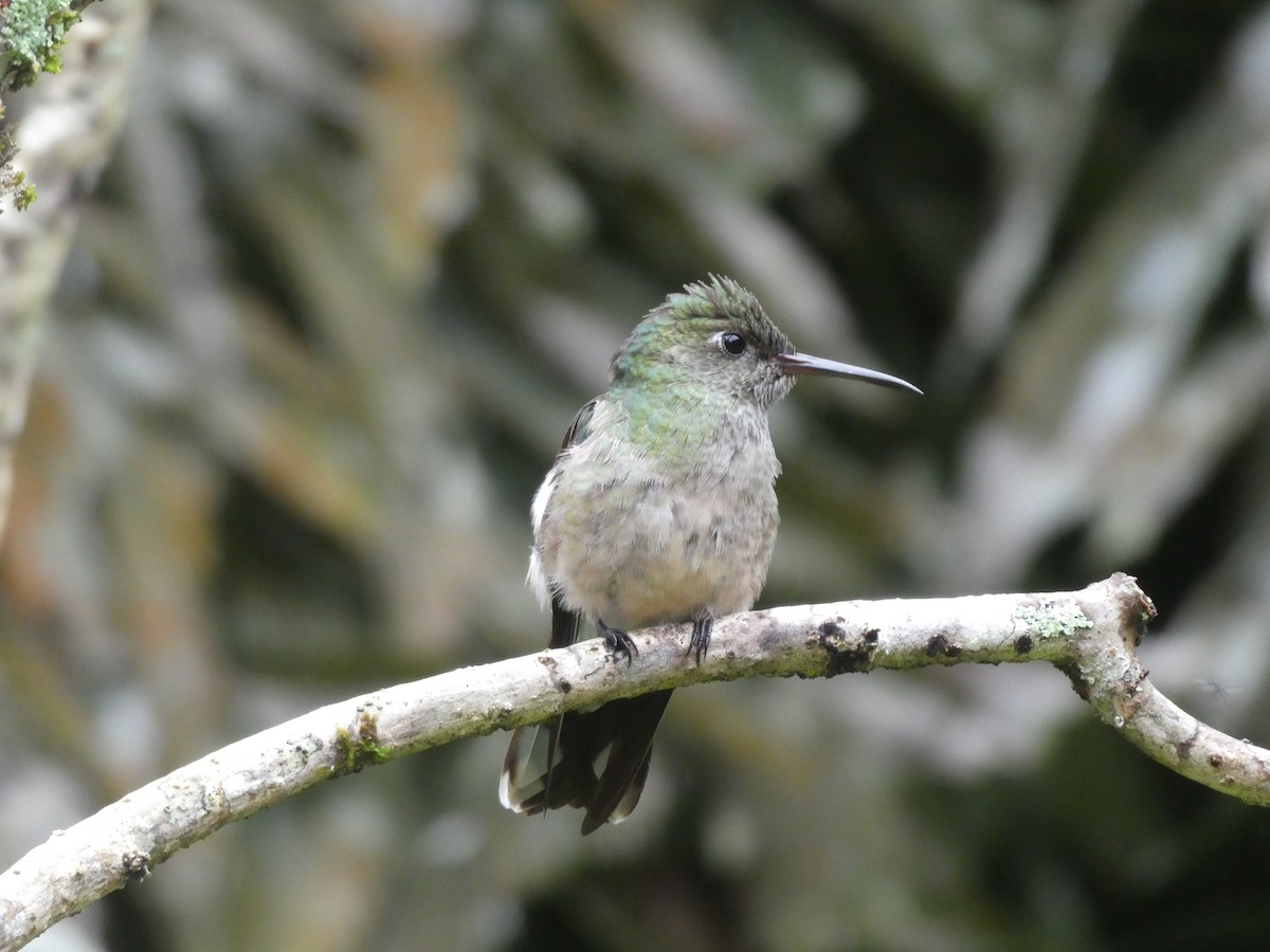 Scaly-breasted Hummingbird - ML645685257