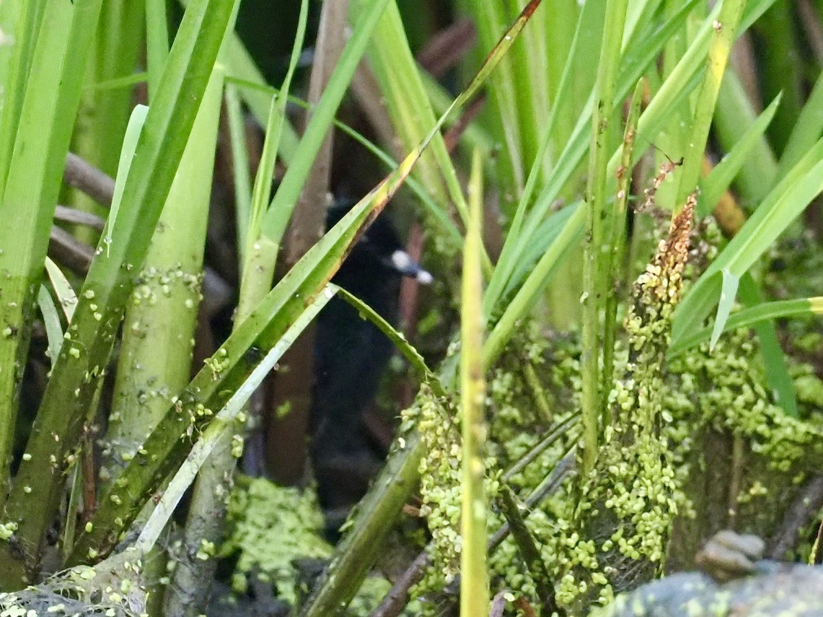 Uroilanda virginiarra - ML645685259