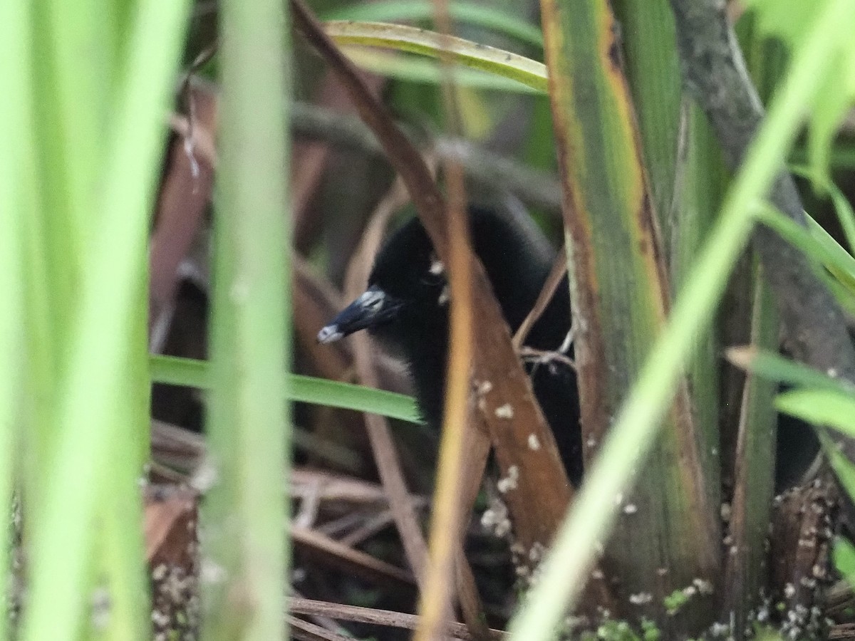 Uroilanda virginiarra - ML645685260