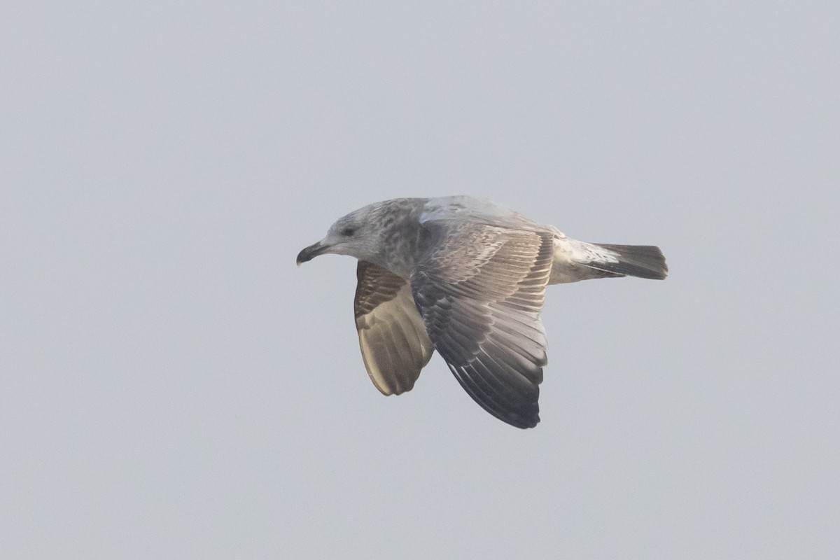 American Herring Gull - ML645685270