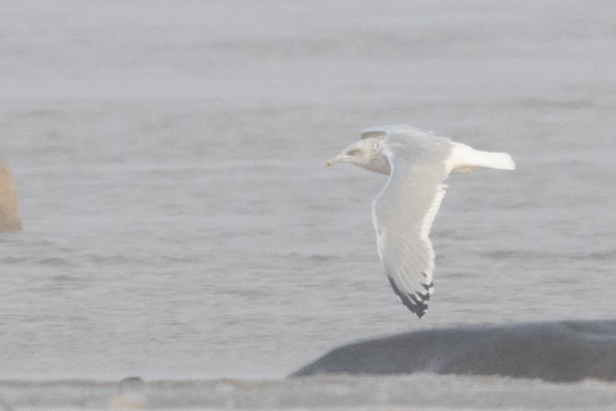 American Herring Gull - ML645685271