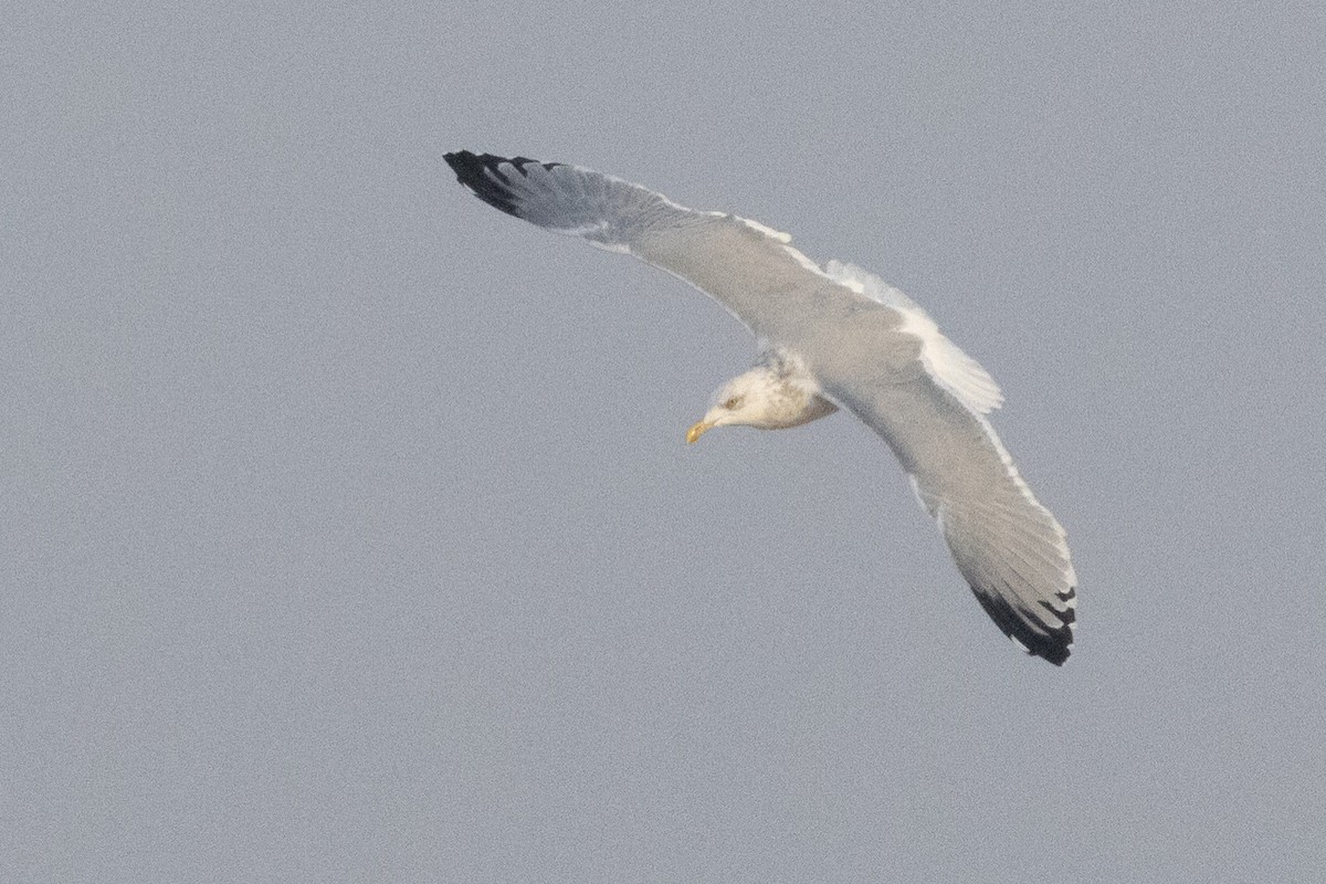 American Herring Gull - ML645685272