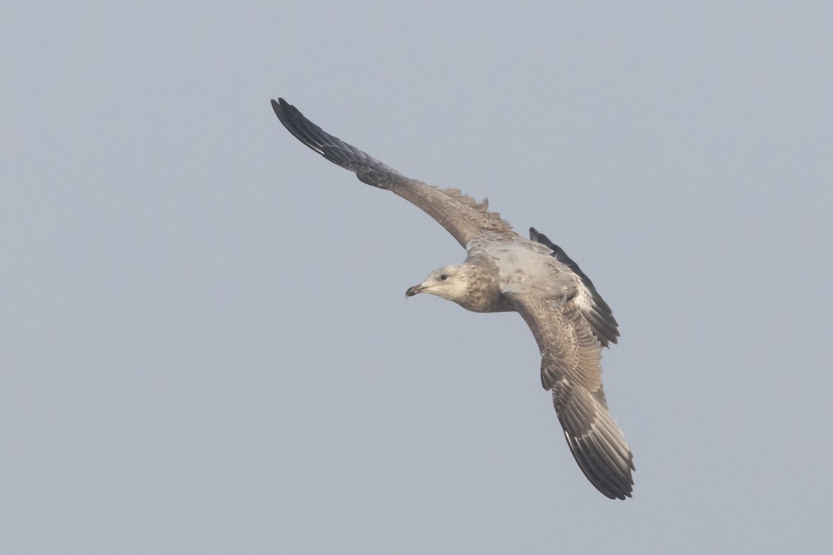 American Herring Gull - ML645685274