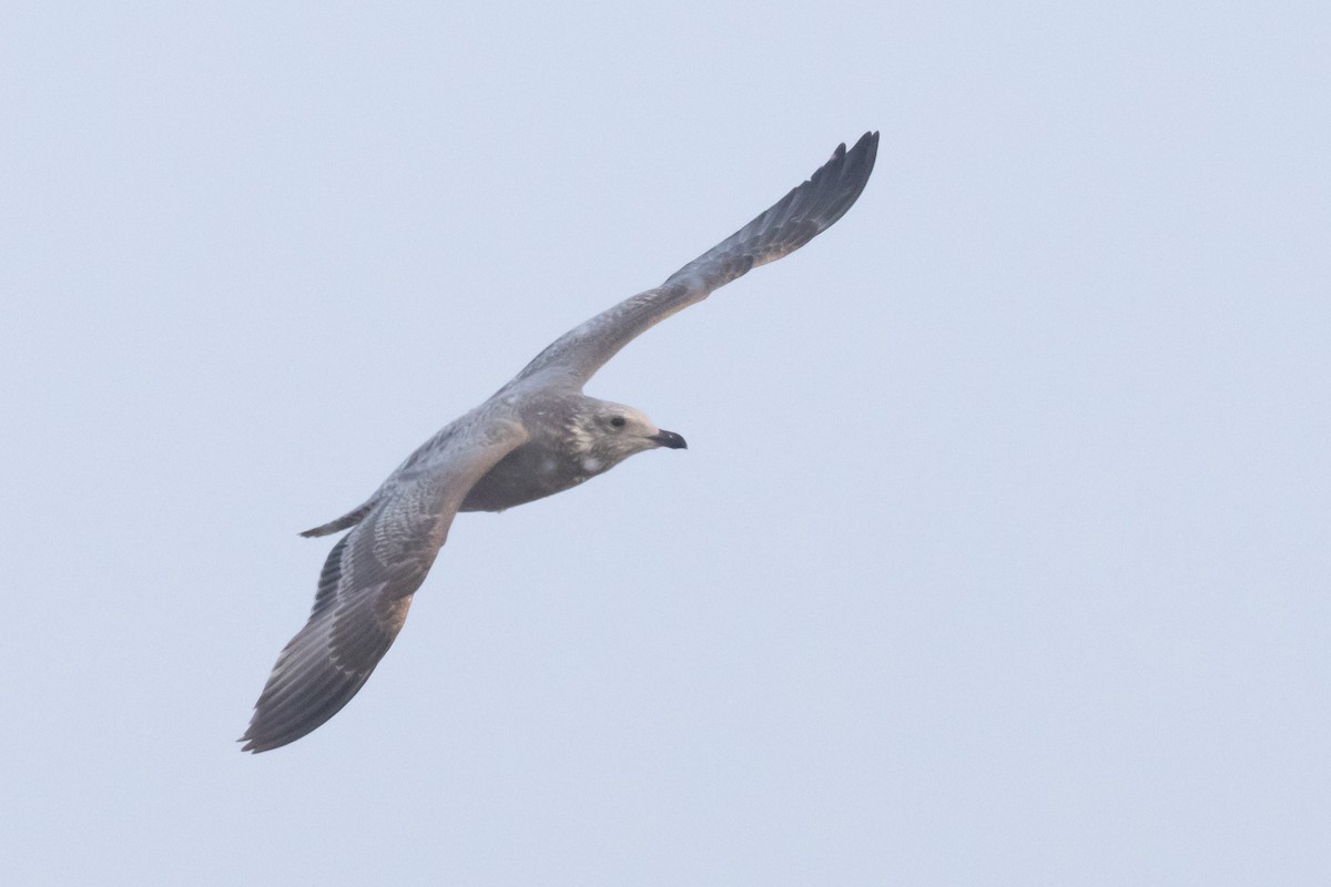 American Herring Gull - ML645685277
