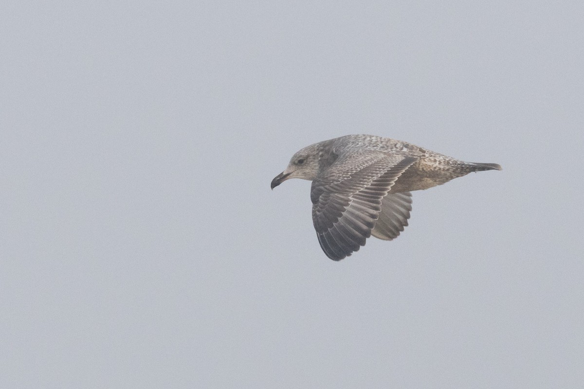 American Herring Gull - ML645685278