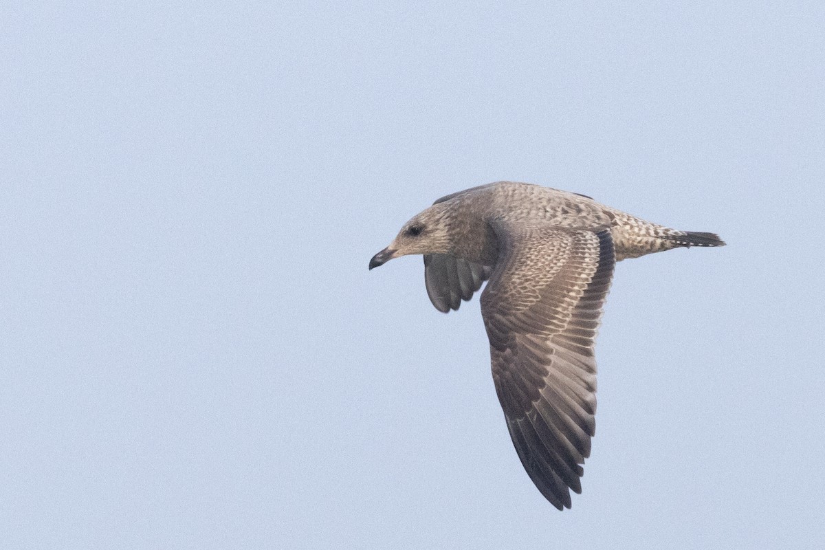 American Herring Gull - ML645685279