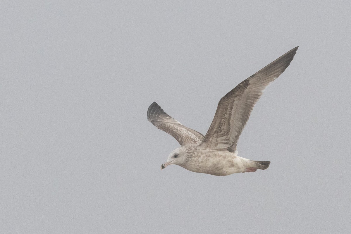 American Herring Gull - ML645685280