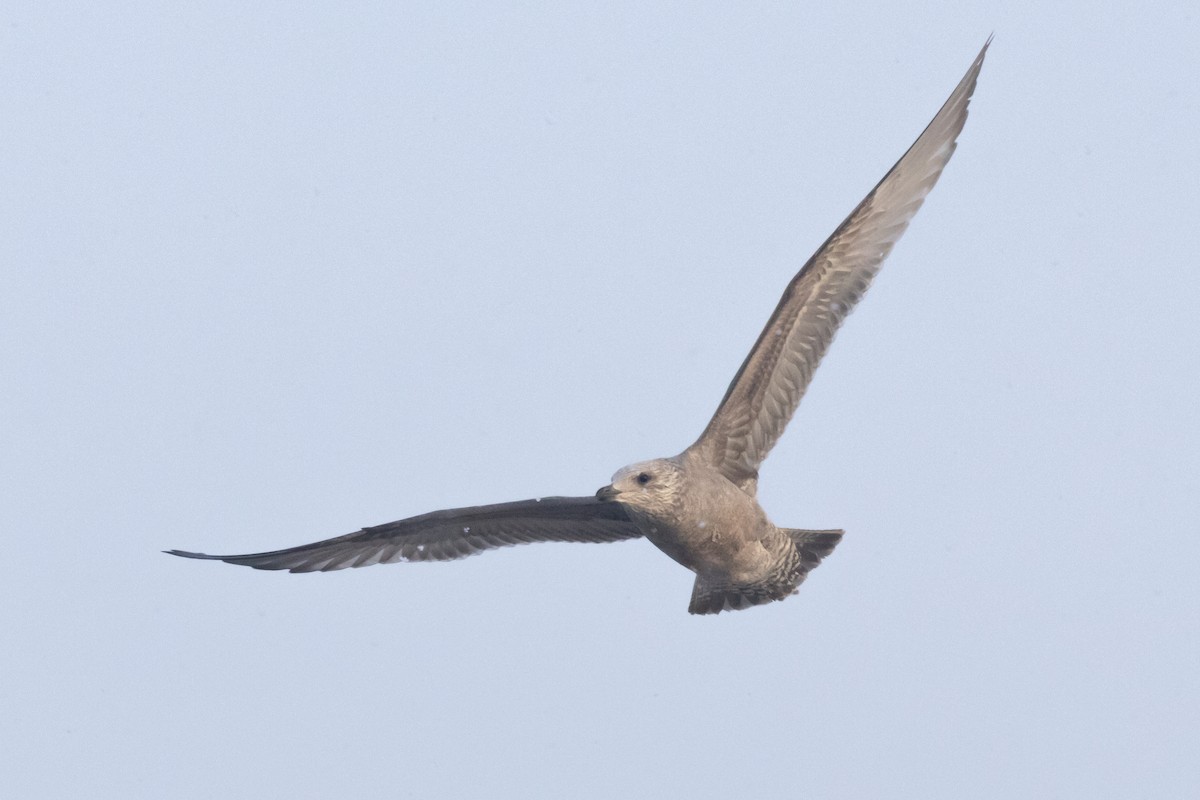 American Herring Gull - ML645685281