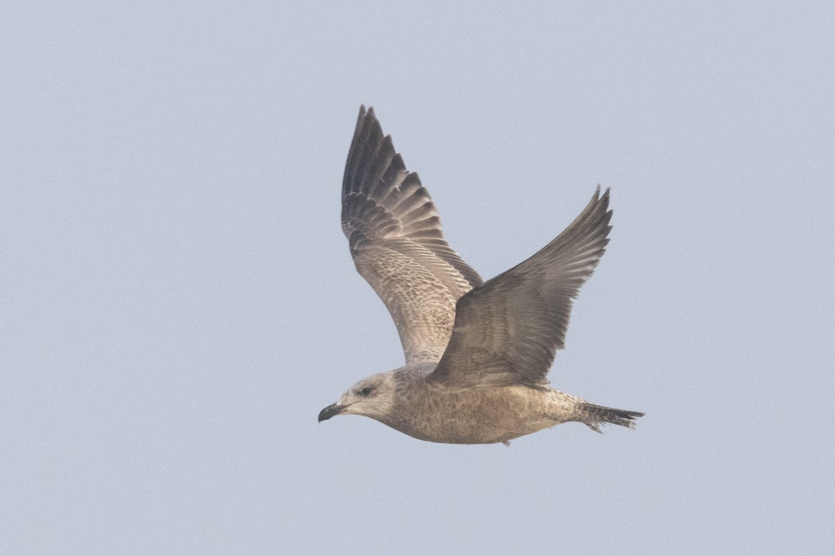 American Herring Gull - ML645685283