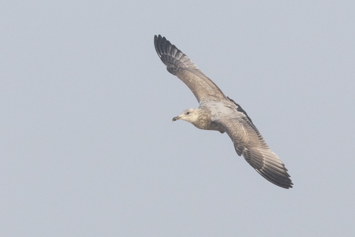 American Herring Gull - ML645685284