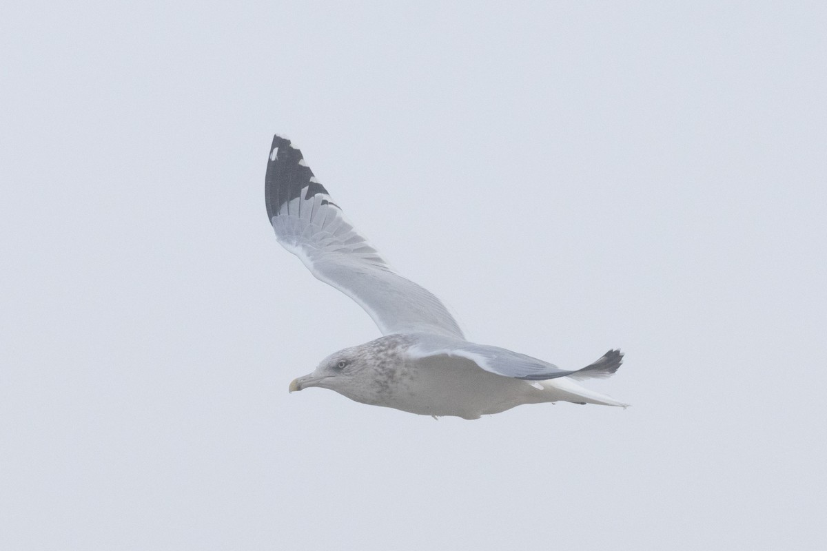 American Herring Gull - ML645685285
